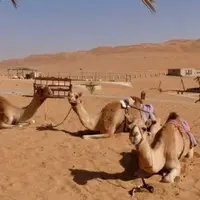 استراحت شتر در کنار ساربانش