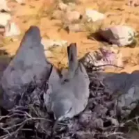 پرنده را با تیر زدن، در آخرین لحظات روی تخم‌هاش خوابید و بعد مُرد!