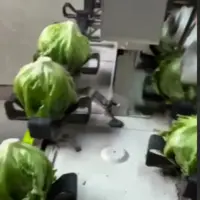 دستگاه بسته‌بندی کاهو!