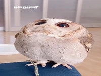حرکات بامزه چشم های جغدهای کوچک