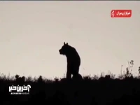 ‌گشت‌و گذار یک خرس در پارک ملی کیاسر