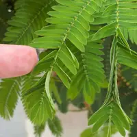 واکنش گل قهر و آشتی به لمس شدن
