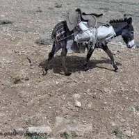 سقوط الاغ از کوه