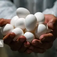 قیمت هر کیلو تخم‌مرغ درب مرغداری‌ ۶۱هزار تومان شد