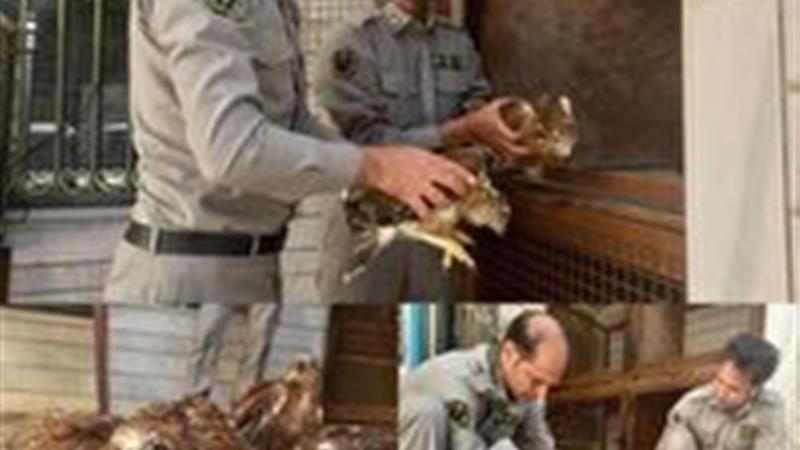 نجات چهار بهله جوجه پرنده شکاری در ازنا
