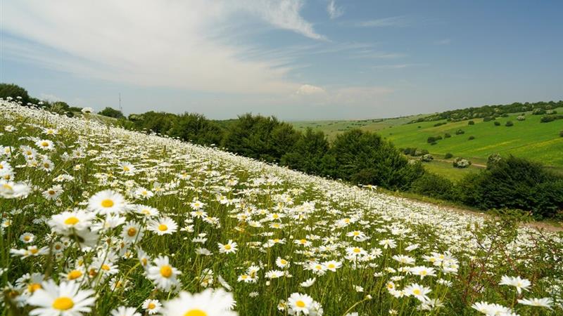 گل‌های بابونه؛ جشن بهار در طبیعت شهرستان نمین