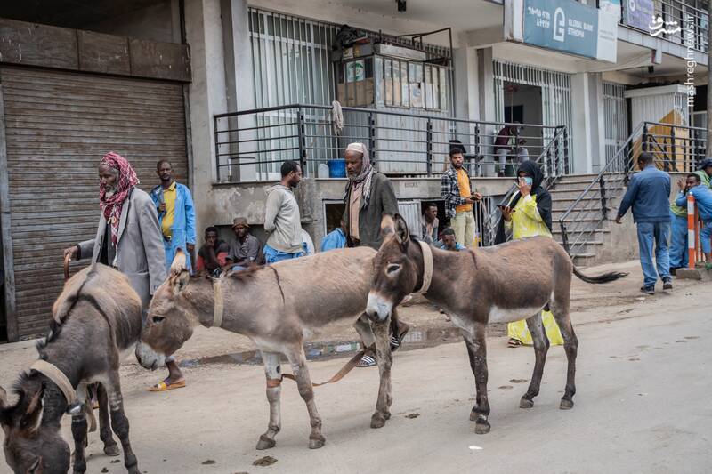 این کشور رکورددار بیشترین خر است