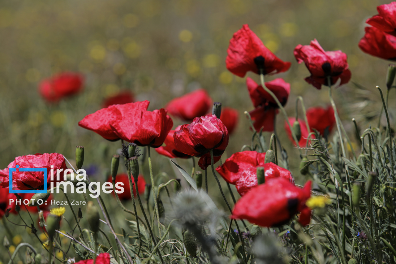 زیبایی‌های جنگل «فندقلو» اردبیل
