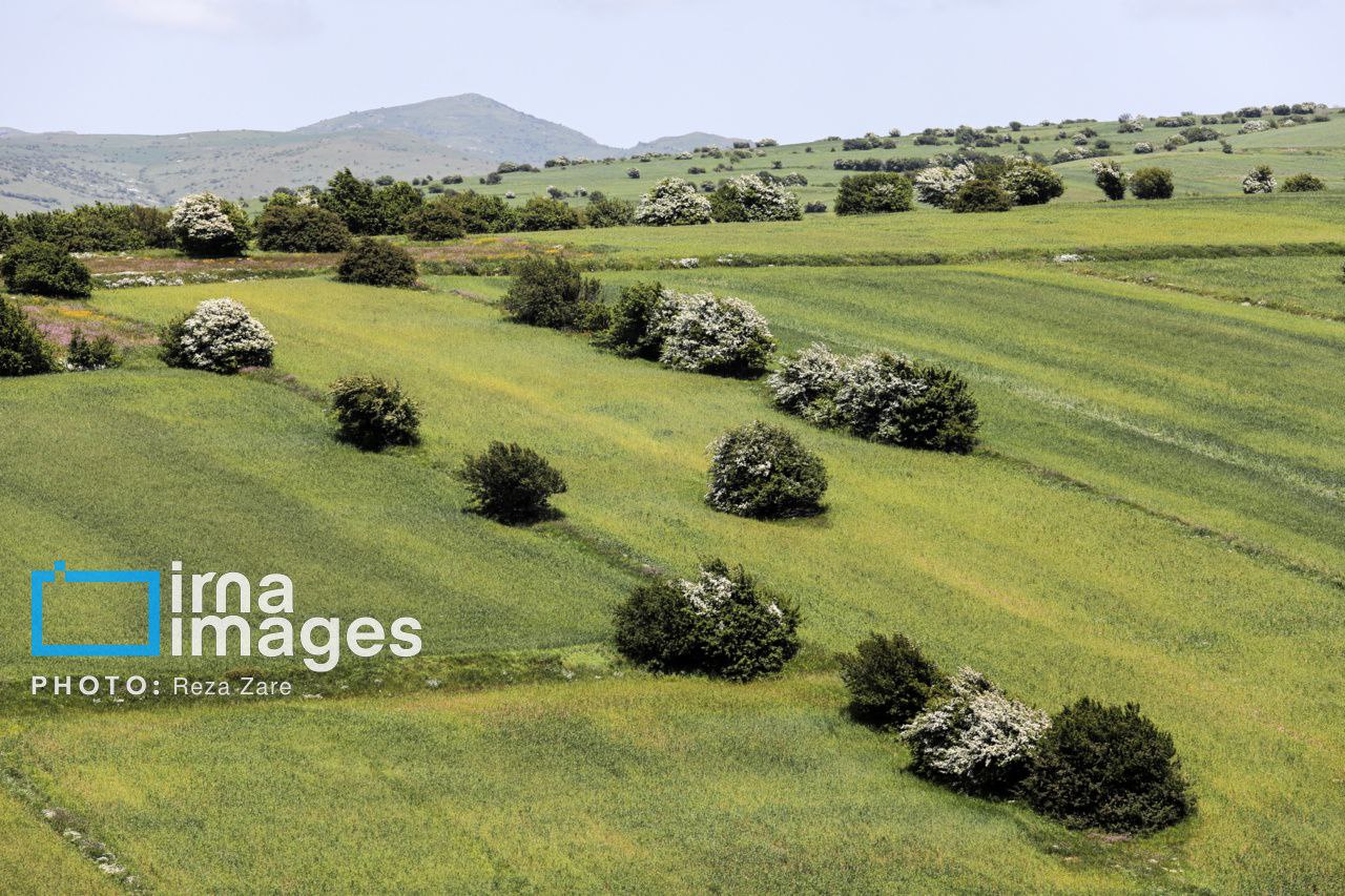 عکس/ جنگل زیبای «فندقلو»