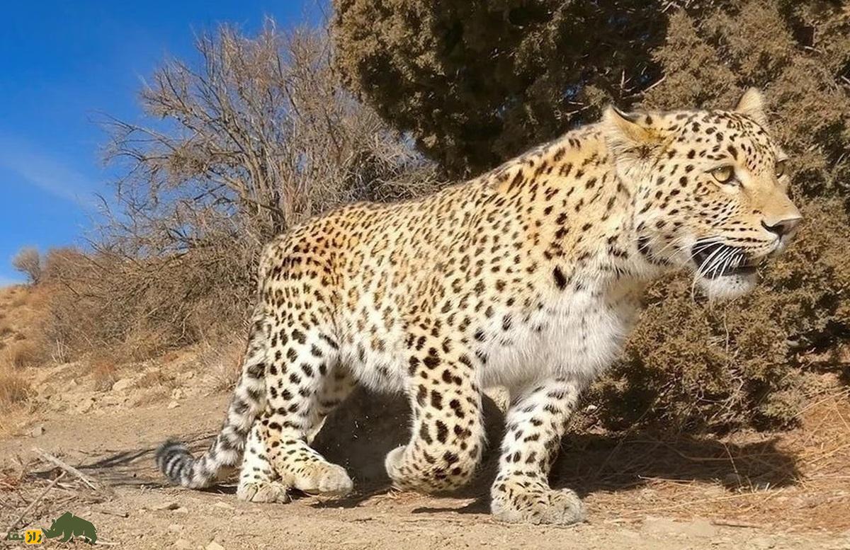 فوران خون از شکم گورخر بعد از دریده شدن توسط پلنگ