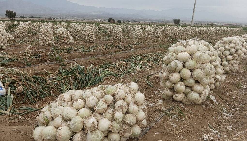 چهار هزار تن پیاز از کشاورزان دزفول خریداری شد
