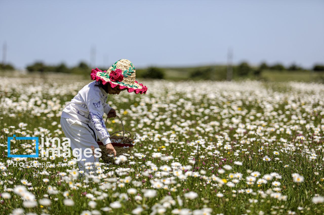 عکس/ جنگل زیبای «فندقلو»