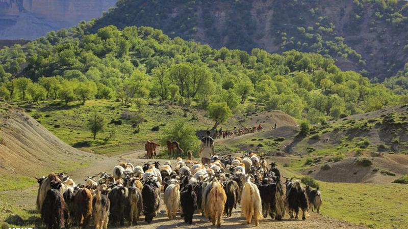 بهسازی ۹۰ درصد ایل‌راه‌های عشایری ایلام در حال انجام است