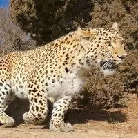 فوران خون از شکم گورخر بعد از دریده شدن توسط پلنگ