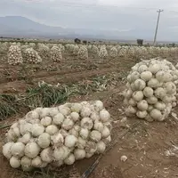 چهار هزار تن پیاز از کشاورزان دزفول خریداری شد