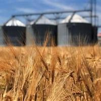 نبودن سیلو مهمترین عامل خروج گندم از قزوین است