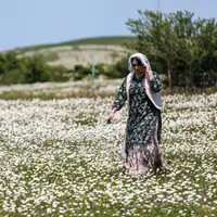عکس/ جنگل زیبای «فندقلو»