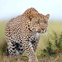 صحنه ترسناک شکستن کردن گردن یک آهو توسط پلنگ +16