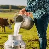 لبنیات سنتی بخوریم یا پاستوریزه؟
