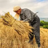 ۱۴.۸ همت به گندمکاران پرداخت شد