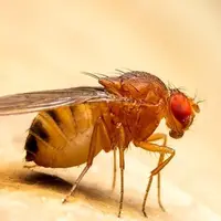 به هیچ عنوان نزدیک این زنبور غول پیکر نشوید