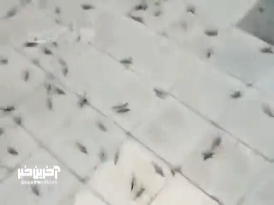هجوم ملخ‌ها به آران‌ و‌ بیدگل