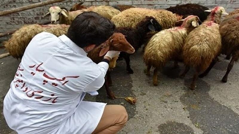 کمبود نیروهای متخصص دامپزشک دغدغه فعالین بخش دامداری خراسان شمالی است