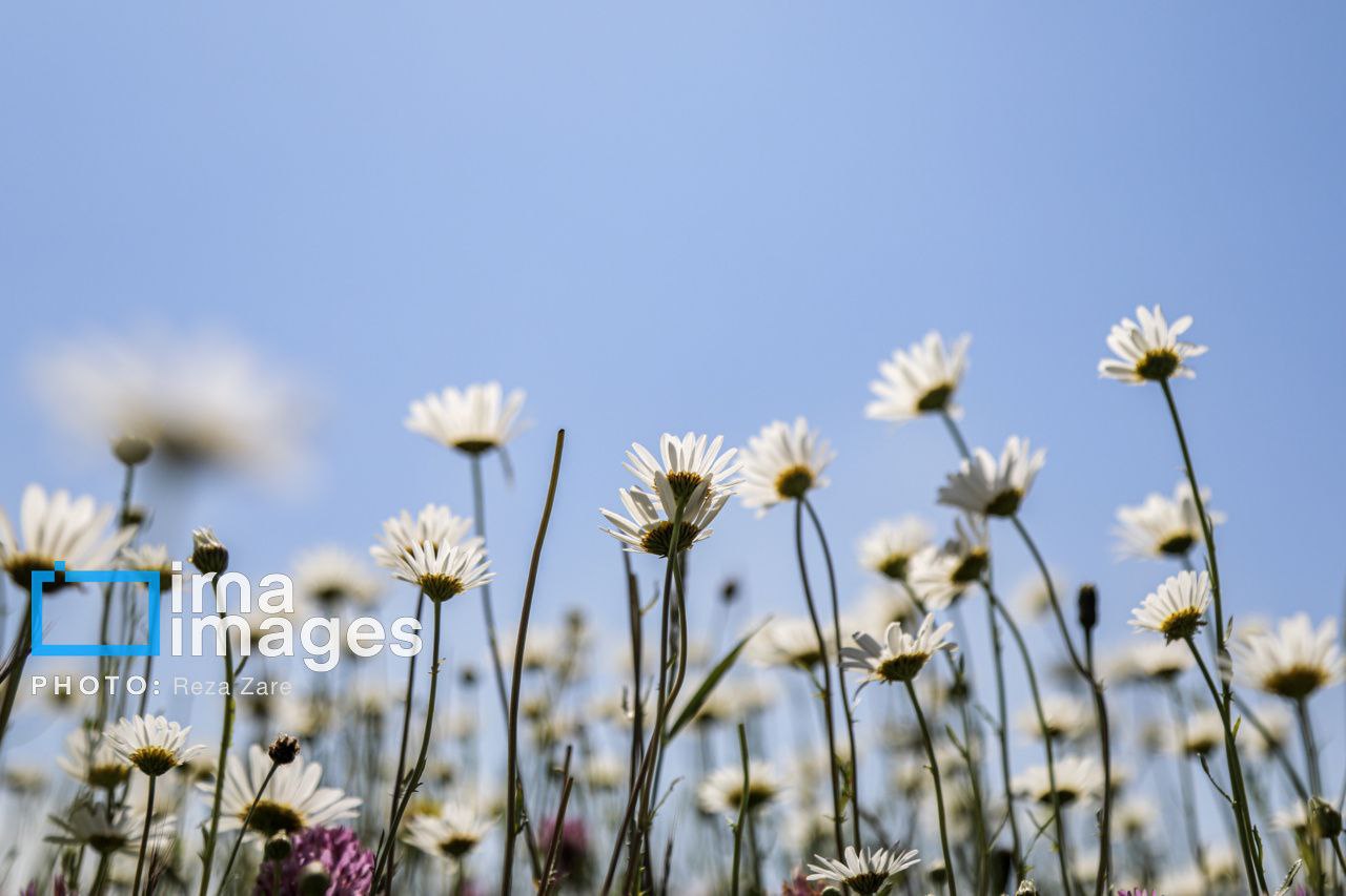عکس/ جنگل زیبای «فندقلو»