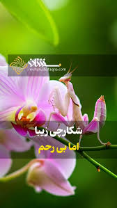 شکارچی زیبا اما بی رحم