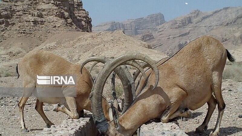 طبیعت خراسانشمالی در محاصره خشکسالی؛ وحوش تشنهاند