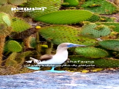 پرنده‌ای با پاهای آبی