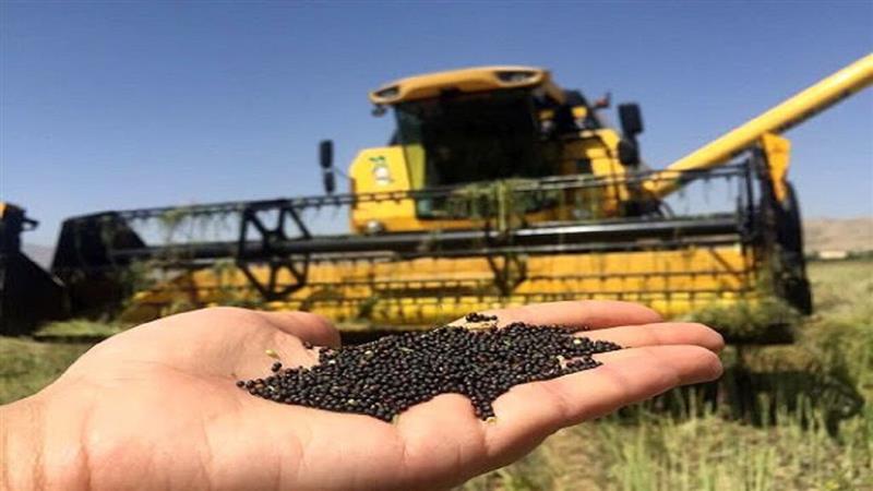 3500 تن دانه روغنی کلزا در منطقه مغان خریداری شد