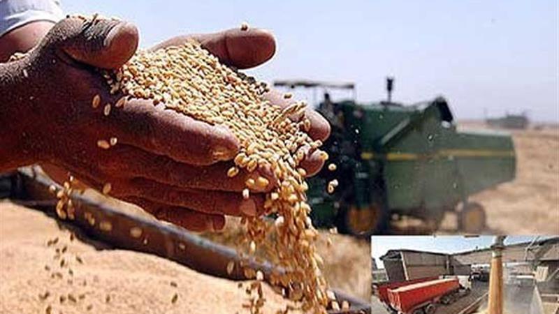 خرید گندم در استان ایلام ۳۵ درصد کاهش یافته است