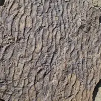 کشف رد پای دیگری از دایناسورها در زرند