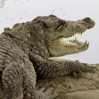 فیلمی هولناک از قدم زدن آهسته یک تمساح در یک آپارتمان مسکونی!