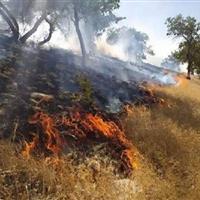 ۳۰ مورد آتش سوزی در مزارع کشاورزی ایلام ثبت شد