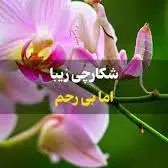 شکارچی زیبا اما بی رحم