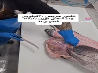 شکم پر از ماهیِ یک ماهی حریص!