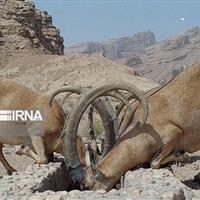 طبیعت خراسان‌شمالی در محاصره خشکسالی؛ وحوش تشنه‌اند