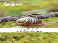 انتقال حافظه از یک حلزون به حلزون دیگر!