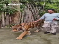حمله ببر به یک توریست هندی در باغ وحش Tiger Kingdom تایلند