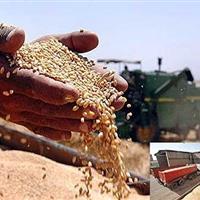 خرید گندم در استان ایلام ۳۵ درصد کاهش یافته است