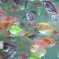 پرچمداری پرورش ماهیان تزئینی در اصفهان و ضرورت تکمیل زنجیره تولید