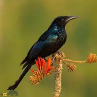  پرنده‌ افسانه‌ای مشهور به «سیاه رنگین‌کمانی» که سیستان و بلوچستان دیده شد