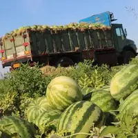 برداشت بیش از ۳۰ هزار تن هندوانه از مزارع حاجی‌آباد آغاز شد