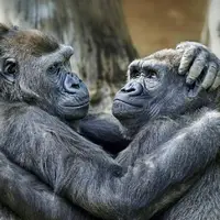 گوریل‌ها کم دعوا می‌کنند اما خشن‌ترین جنگ حیات وحش را دارند!
