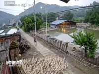 لحظه‌ای جالب از هجوم هزاران اردک برای آبتنی در برکه ای در فوجیان