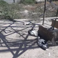بیرون کردن جوجه لک‌لک‌ها از خانه و کاشانه!
