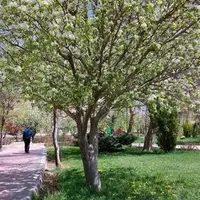 پیش‌بینی پایان هفته خنک برای همدان