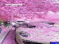 فصل شکوفه‌های گیلاس در ژاپن 